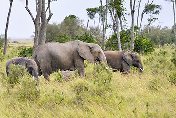 Image showing elephants  herd