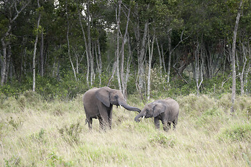 Image showing Greeting