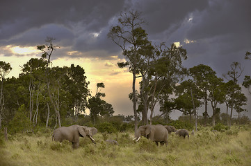 Image showing herd of elephants  in twilight