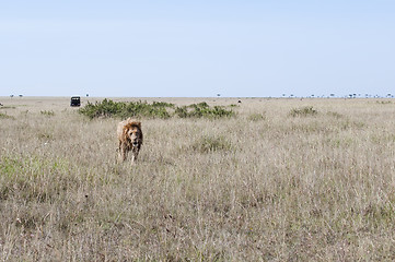 Image showing African lion  walking in savannah;car witj tourists on backgroun