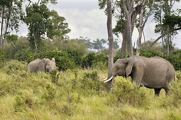 Image showing elephants   in Masai Mara