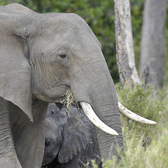 Image showing elephant with calf portrait