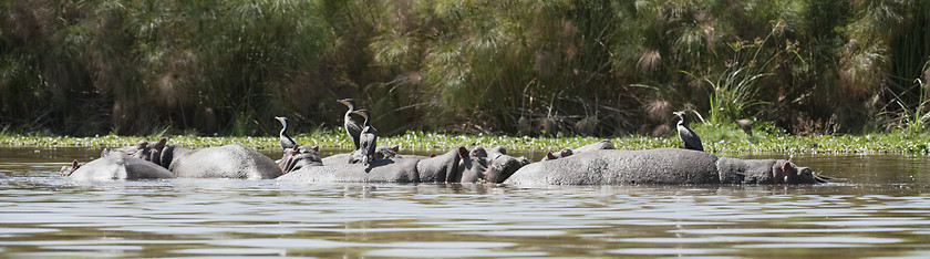 Image showing Great Cormorants resting on hippo backs