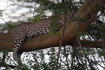 Image showing relaxing leopard