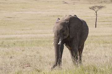 Image showing elephants   in savannah