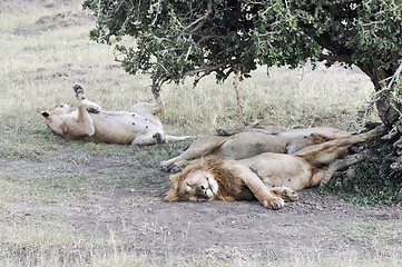 Image showing Lions resting after plentiful  feeding 