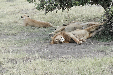 Image showing Lions pride resting