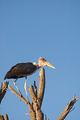 Image showing Marabou stork