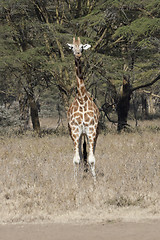Image showing Reticulated Giraffe