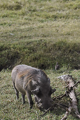 Image showing Mature Warthog