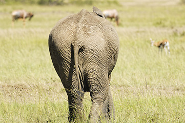 Image showing elephant walking out