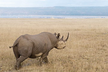 Image showing Southern White Rhino