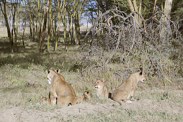 Image showing Lionesses with cubs