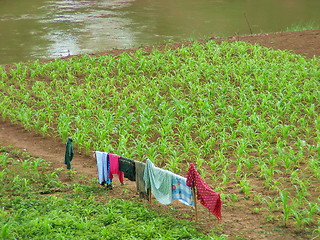 Image showing Laundry in the fields. Luang Prabang. Laos