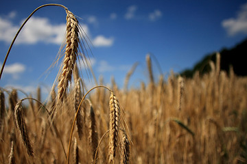 Image showing cereals