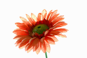 Image showing red flower