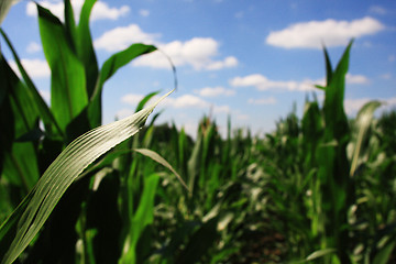 Image showing field of maize