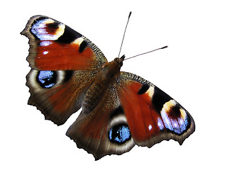 Image showing Butterfly