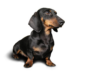 Image showing Black and brown dog (dachshund) on 