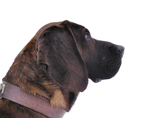 Image showing Hunting dog portrait 