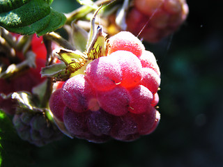 Image showing Fresh Raspberry