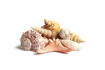 Image showing Seashells from holiday