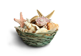 Image showing Seashells from last holiday