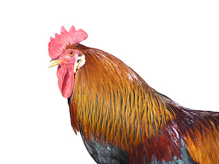 Image showing Isolated rooster