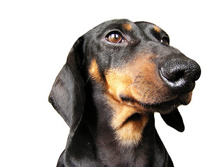 Image showing Dachshund portrait