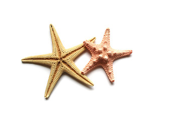 Image showing Seashells on white background