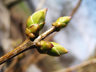 Image showing Leaf bud