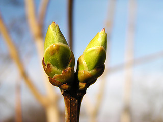 Image showing Spring bud