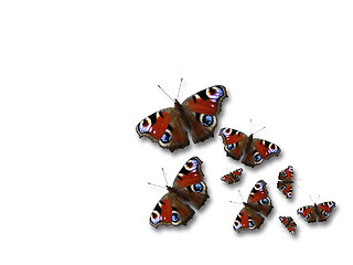 Image showing Butterflies