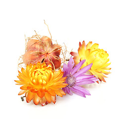 Image showing Strawflowers