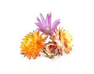 Image showing Strawflowers