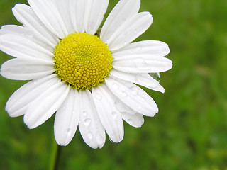 Image showing Marguerite with water drops