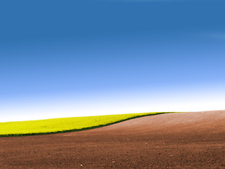 Image showing Partly ploughed field with rape