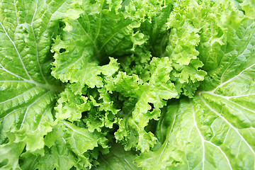 Image showing Fresh lettuce