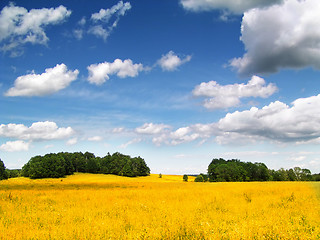 Image showing Golden Corn field