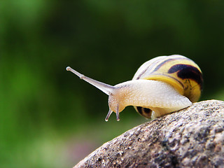Image showing Snail on the stone
