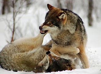 Image showing Wolfs