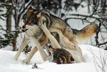 Image showing Wolfs