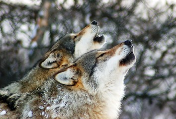 Image showing Wolfs 