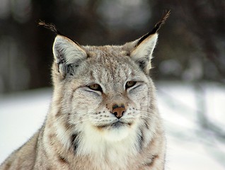 Image showing Lynx