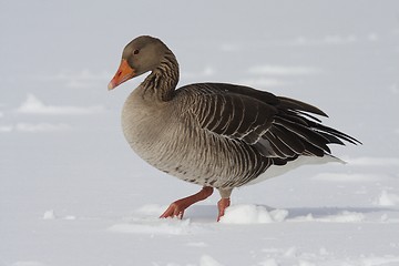 Image showing Greylag Goose. 