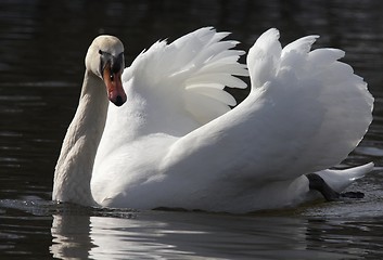 Image showing Muted swan.