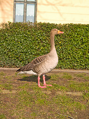 Image showing Lone goose standing in urban area