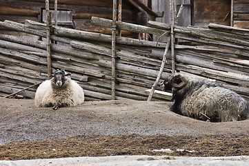 Image showing Relaxing rams