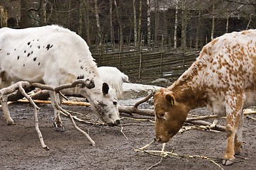 Image showing Lunch time