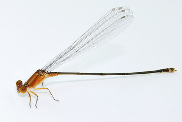 Image showing Dragonfly 1